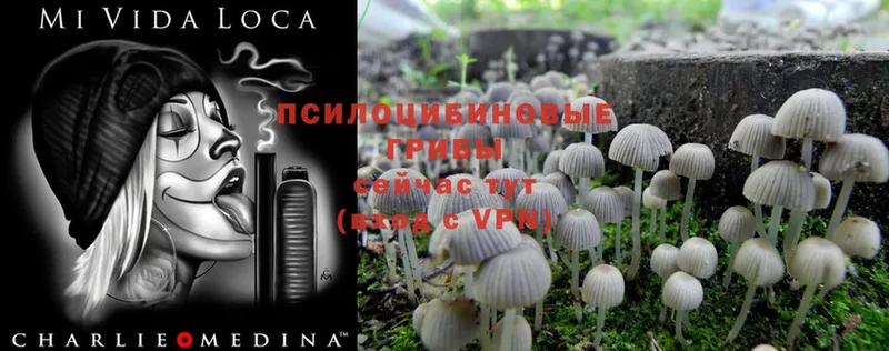 Галлюциногенные грибы Psilocybe  гидра рабочий сайт  Котельники 